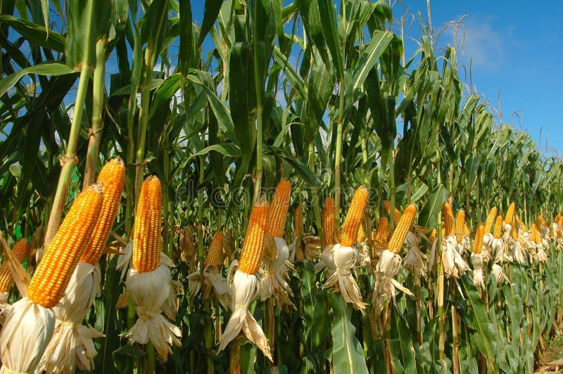 Production Agricole