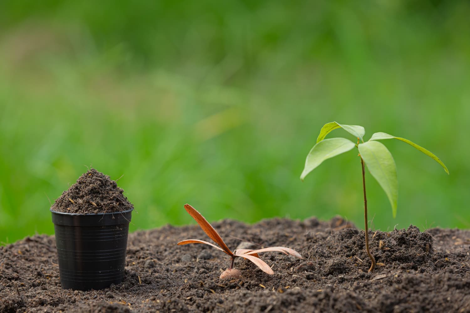 Reboisement & Reforestation